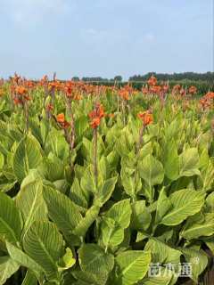 高度65厘米花叶美人蕉