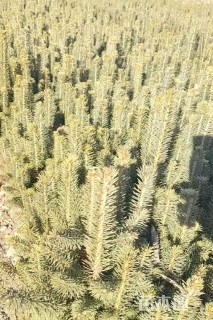 高度15厘米青海云杉