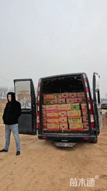 高度30厘米石竹