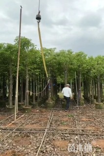 8公分香樟