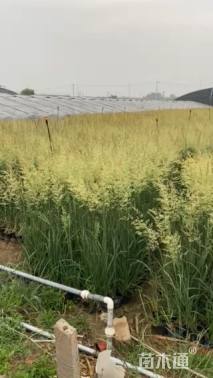 高度86厘米拂子茅