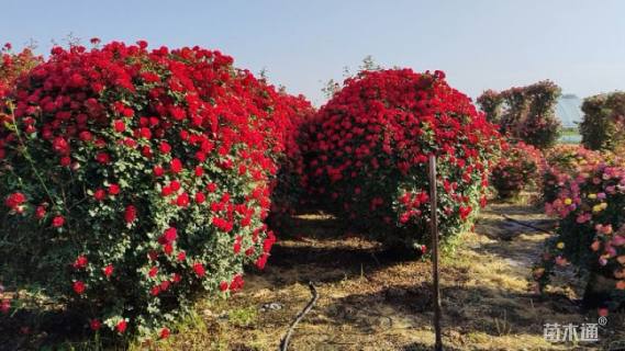 冠幅1.5厘米月季花球