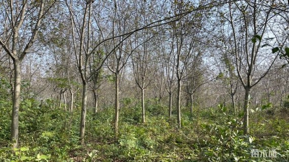 12公分黄山栾树