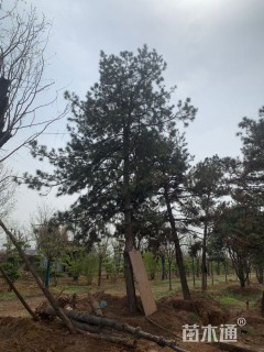 高度800厘米油松