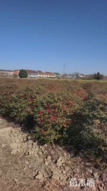 冠幅145厘米火棘球