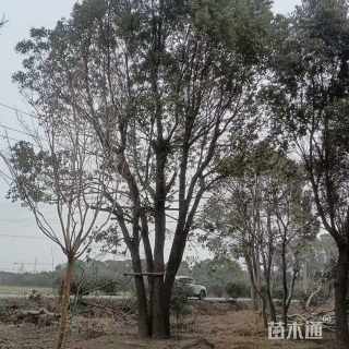 80公分丛生乌桕