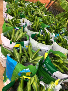 高度40厘米也门铁