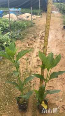 高度20厘米大花芦莉