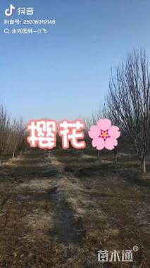 10公分樱花