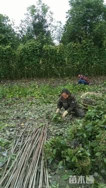 200厘米油麻藤