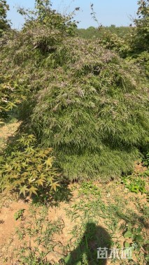 高度300厘米羽毛枫