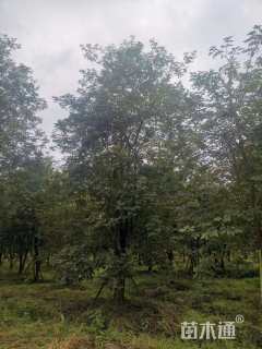 15公分黄花风铃木