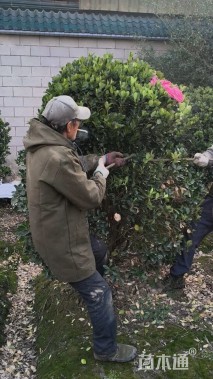 冠幅22厘米大叶黄杨球