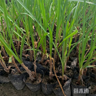 高度30厘米紫娇花