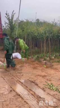 15公分小叶紫薇