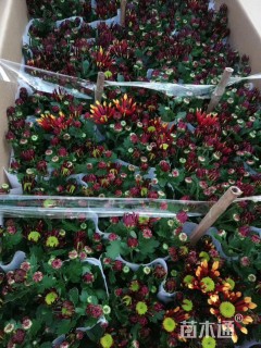 烟花菊