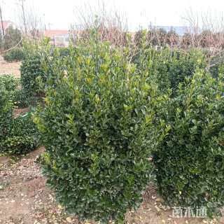 冠幅60厘米大叶黄杨球