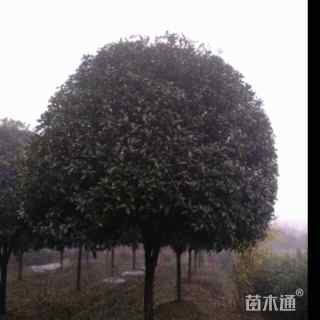 18公分桂花