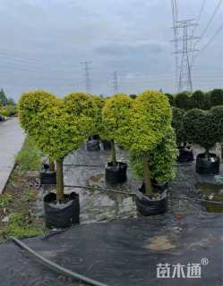 5公分造型亮晶女贞