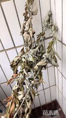 高度120厘米艾草