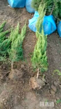 高度40厘米小龙柏