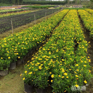 高度30厘米木春菊