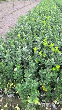 高度30厘米北海道黄杨