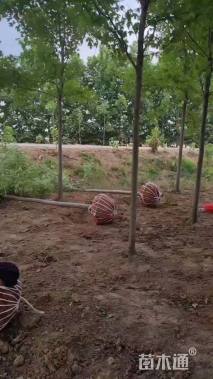 12公分美国红枫