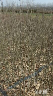 高度120厘米丛生木槿