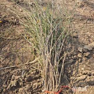 高度40厘米金钟花