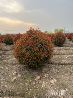 冠幅250厘米红叶石楠球
