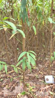 高度150厘米毛桃小苗