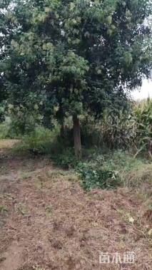 20公分大叶女贞