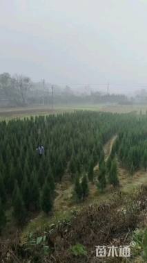 高度180厘米塔柏