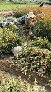 0.6公分红叶石楠