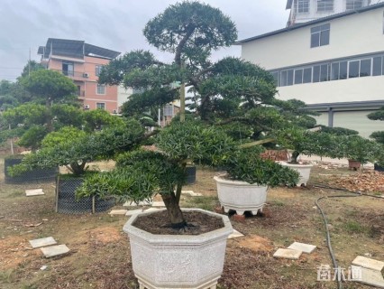 10公分罗汉松
