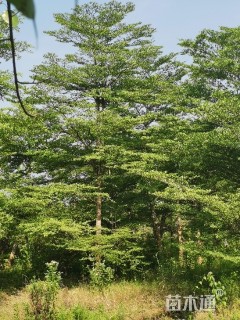 10公分小叶榄仁