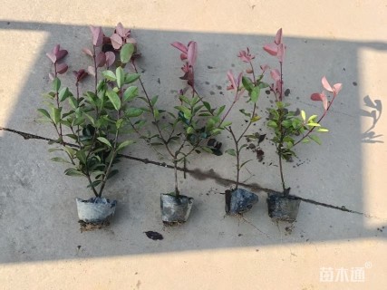 1公分红叶石楠