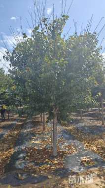 13公分染井吉野樱