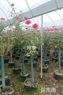 5公分树状月季