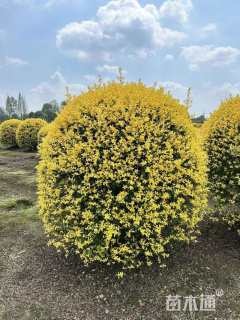 冠幅150厘米金叶女贞球
