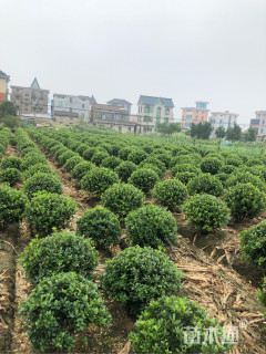 冠幅120厘米海桐球