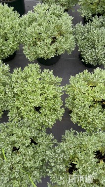 高度30厘米芙蓉菊