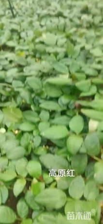 高度10厘米大花月季