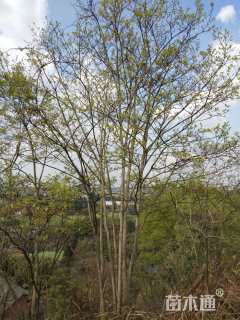 40公分(4杆)丛生朴树
