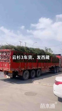 高度300厘米云杉