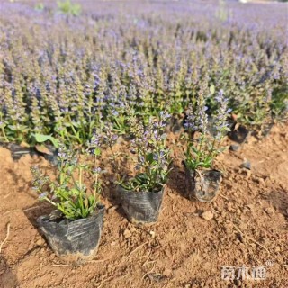 高度15厘米筋骨草