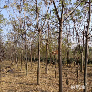 13公分苦楝树