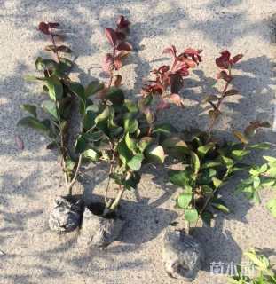 1公分红火箭紫薇