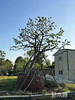 20公分红果冬青